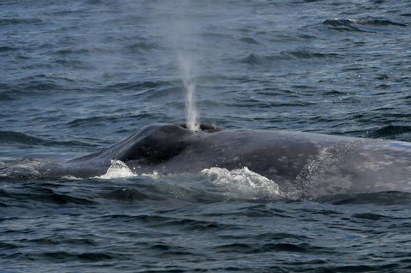 Rare blue whales have been spotted by NIWA scientists on a research expedition in the South Taranaki Bight.